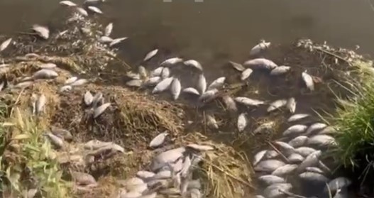 На юге Красноярского края в озере Тагарское массово гибнет рыба