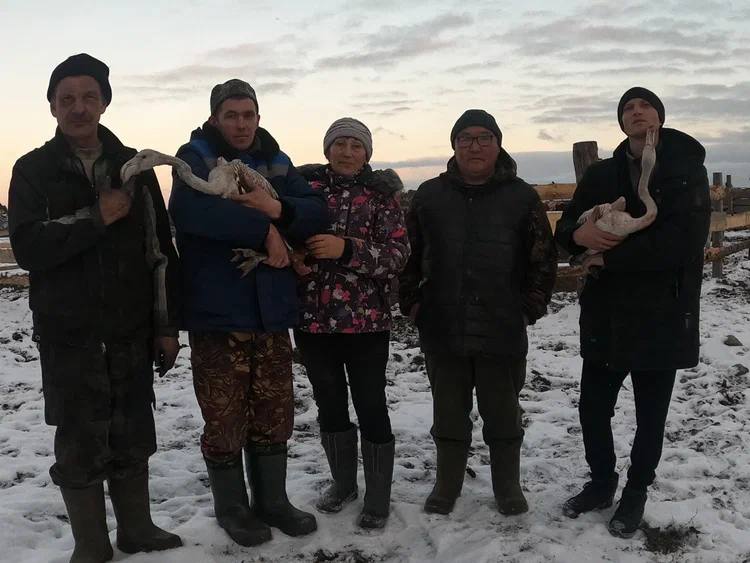 В Росприроднадзоре объяснили появление фламинго в Сибири