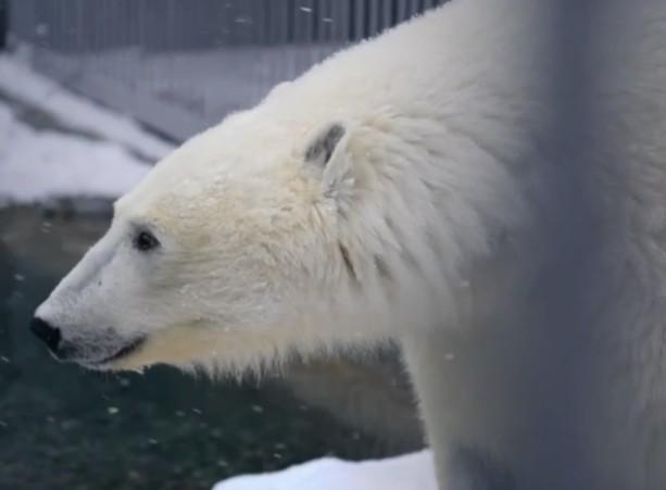 Парализованный медведь Диксон из Красноярья научился выполнять новое задание 
