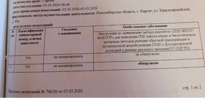 У изъятых у фермеров Новосибирской области коров был обнаружен ящур
