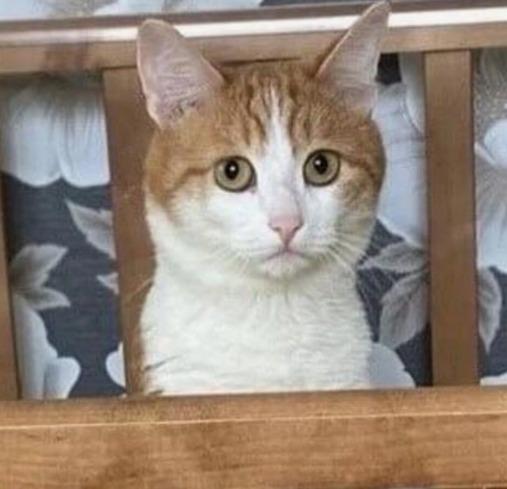 Эффект кота Твикса: почему животных жалеют больше, чем людей