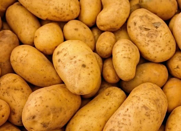 Урожай картофеля в Новосибирской области снизился на треть