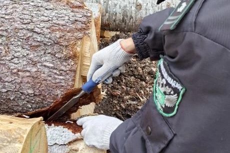 Экспорт пиломатериалов из Красноярского края в Китай превысил 1 млн. кубометров за шесть месяцев 2026 года