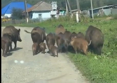 Дикие кабаны мигрируют через села в Новосибирской области