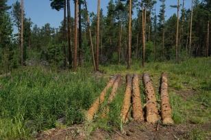 Космический мониторинг помог Иркутской области снизить число незаконных рубок леса в 5 раз