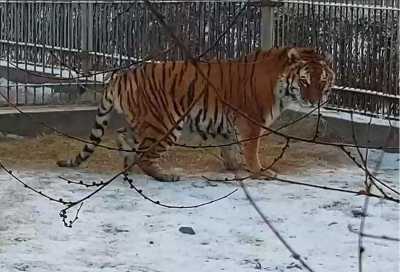 Татьян и студентов бесплатно ждёт в гости абаканский зоопарк