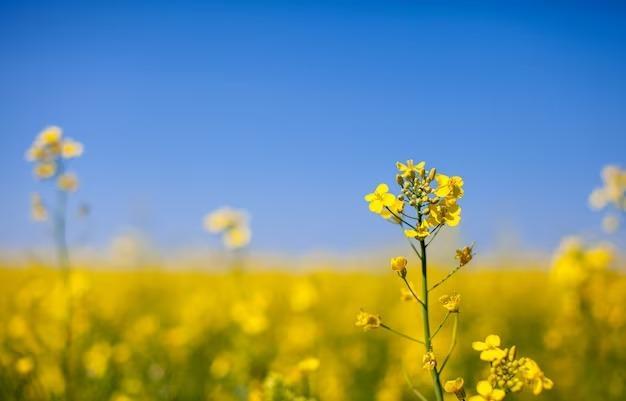 Рапс, овёс и майонез: Иркутская область в 2,5 раза увеличила экспорт сельхозпродукции
