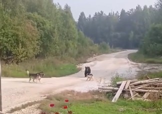 В Красноярском крае медведь на глазах у хозяйки утащил собаку в лес