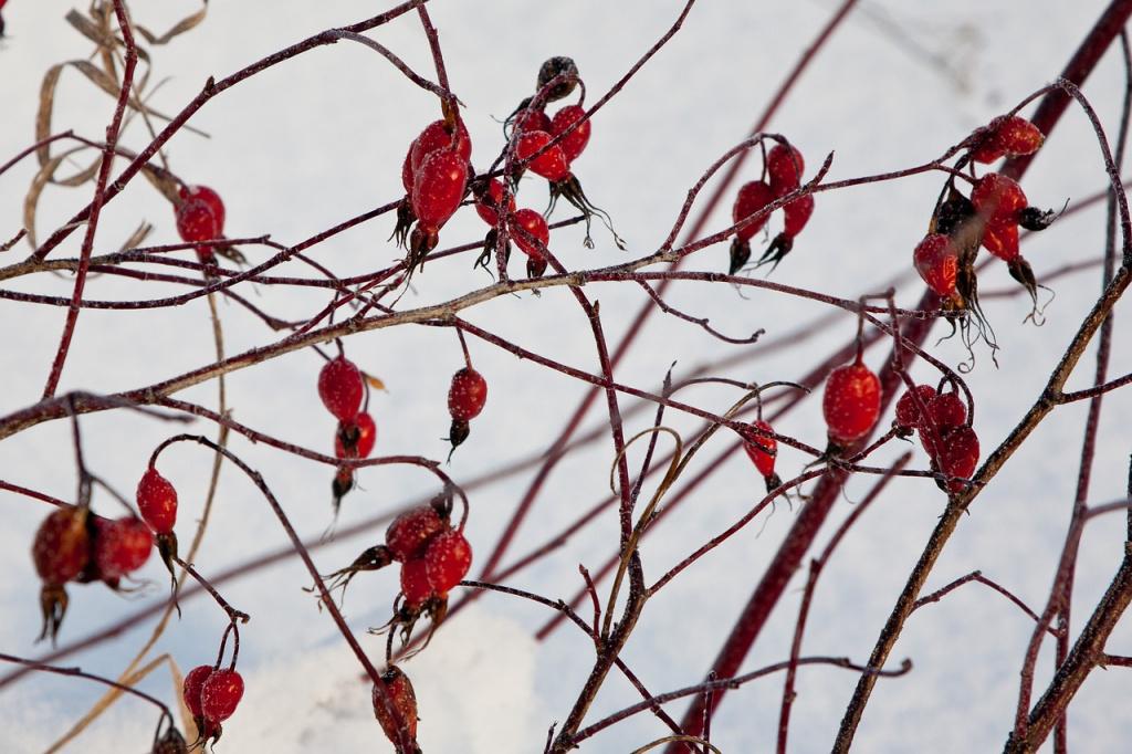 Ягоды шиповника зима снег Фото Pixabay.jpg