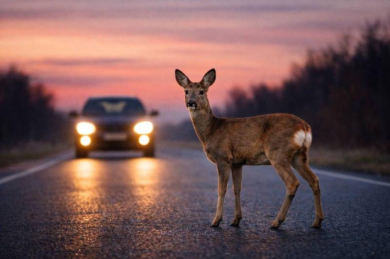 Косуля на ночной дороге перед машиной