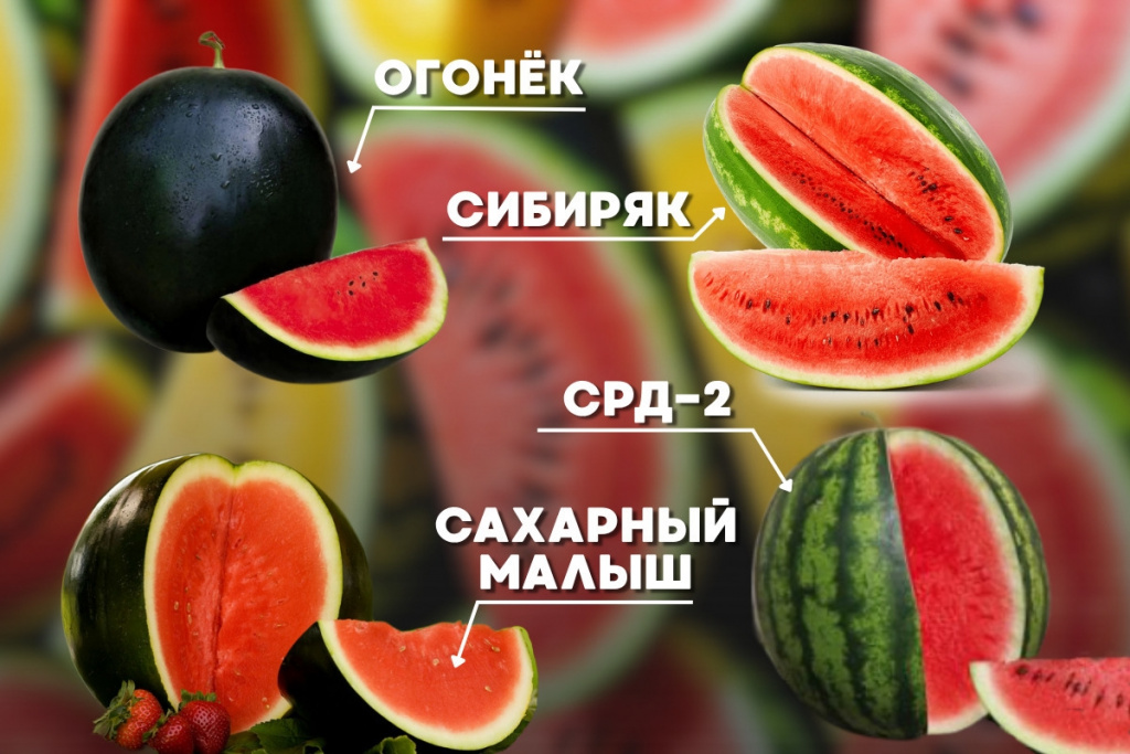 Как в Сибири вырастить сладкий арбуз Арбузы