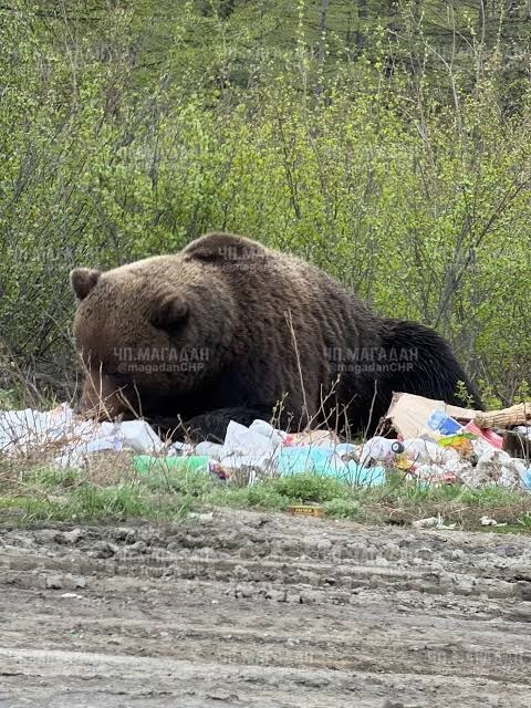 Медведи в Сибири угрожают людям, уже два нападения со смертельным исходом 