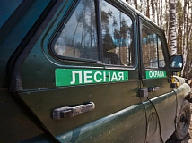 Почти 37 млн. рублей ущерба от незаконных рубок леса зафиксировали в Томской области за полгода
