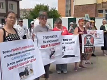 В Иркутске активисты собирают подписи против закона об умерщвлении бездомных собак
