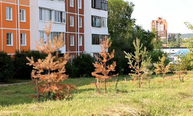 Судьбу семнадцати погибающих сосен в центре Братска Иркутской области решат в августе