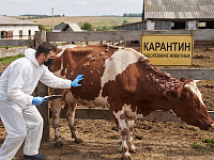 Вспышка узелкового дерматита в Иркутской области показательный пример власти как надо работать с населением 