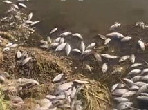 На юге Красноярского края в озере Тагарское массово гибнет рыба