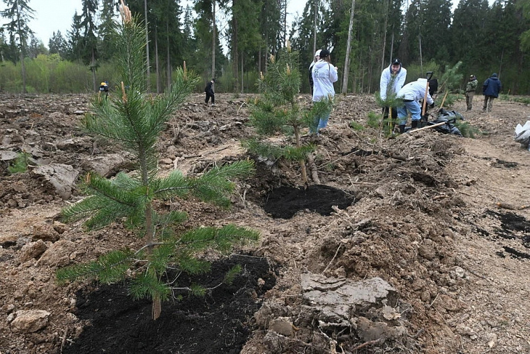 В 2026 году в Новосибирской области восстановят почти 4 тысячи гектаров леса