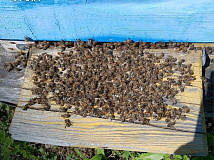В Иркутской области после обработки рапсовых полей массово гибнут пчёлы 