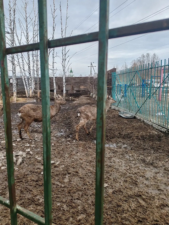 В Томске прокуратура через суд добивается закрытия зоопарка при кафе-шашлычной «Гоар» 