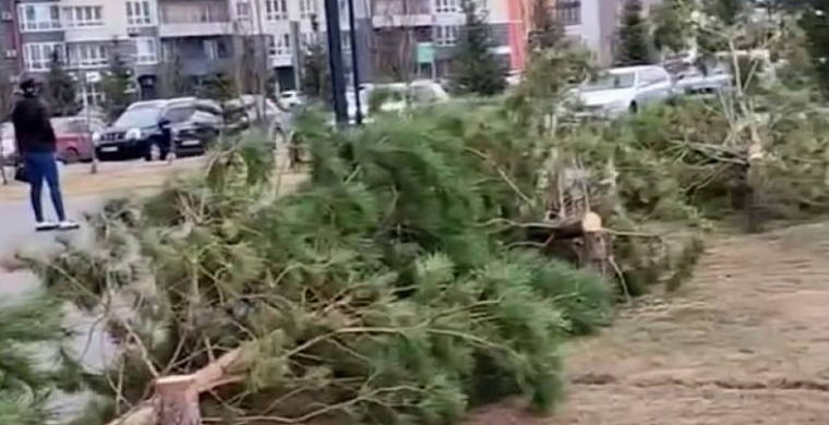 В Барнауле Алтайского края неизвестные мотоциклисты ночью спилили семь сосен на аллее по улице 65 лет Победы, 1