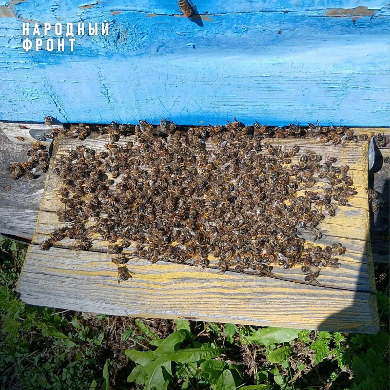 В Иркутской области после обработки рапсовых полей массово гибнут пчёлы 