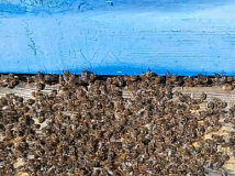 Массовую гибель пчёл зафиксировали в Куйтунском районе Иркутской области