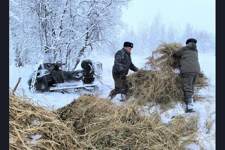 В Новосибирской области выросла популяция лося и косули