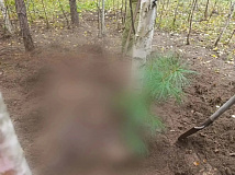 Обновлено: В Красноярском крае медведь насмерть загрыз двух грибниц