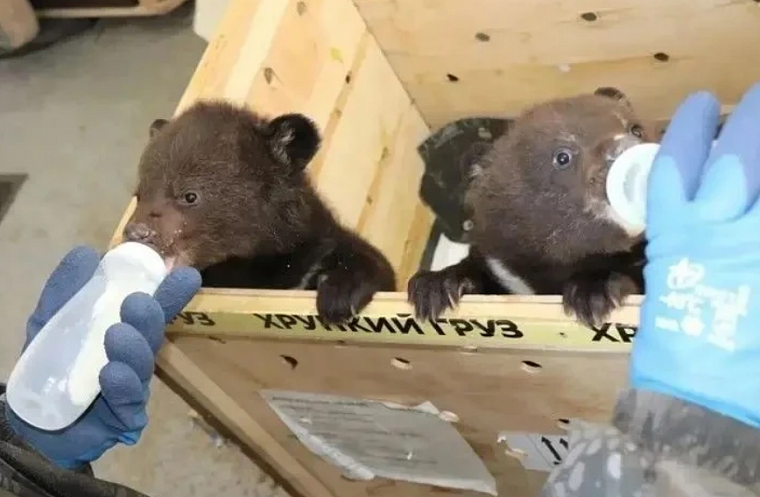 Двух гималайских медвежат, оставшихся без мамы, передали в Новосибирский зоопарк после реабилитации