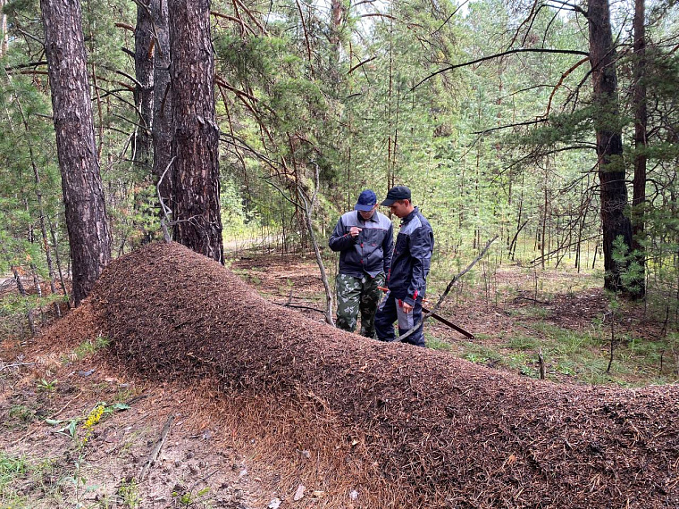 В Алтайском крае нашли самый длинный муравейник в России
