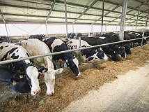 Омская область нарастила в 2026 году экспорт животноводческой продукции в 15 раз