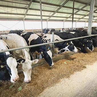 Омская область нарастила в 2026 году экспорт животноводческой продукции в 15 раз
