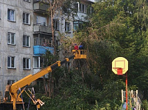В Новосибирске местные жители жалуются на «нелогичную» вырубку деревьев 