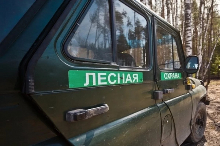 Почти 37 млн. рублей ущерба от незаконных рубок леса зафиксировали в Томской области за полгода
