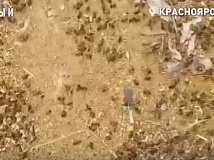 Обновлено: С места массовой гибели пчёл в Красноярском крае изучают почву и растения