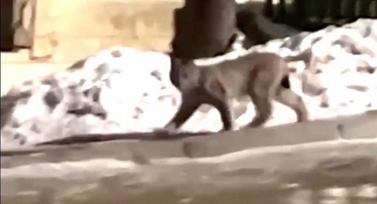 В новогоднюю ночь по центру Читы бегала рысь