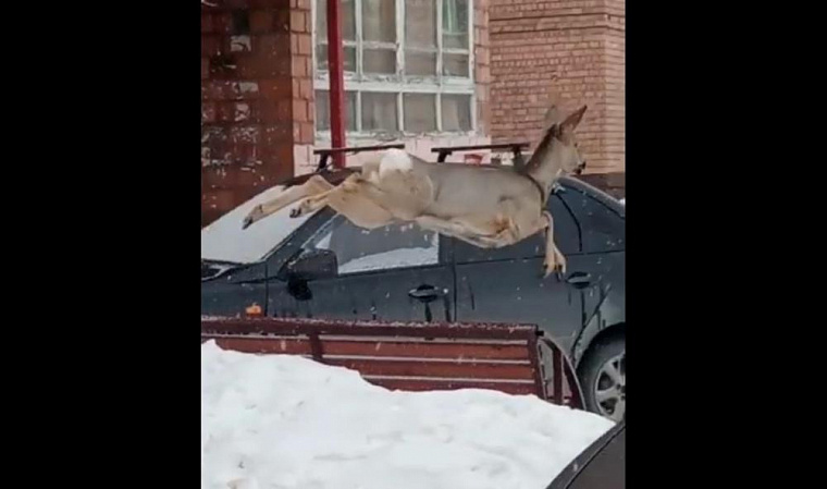 В Назарове заметили косулю