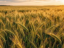 Экспорт сельхозпродукции из Алтайского края бьёт рекорды