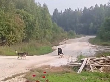 В Красноярском крае медведь на глазах у хозяйки утащил собаку в лес