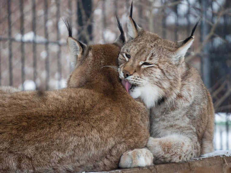 Рысь – самая северная кошка, которая сторонится волков и терпеть не может лис
