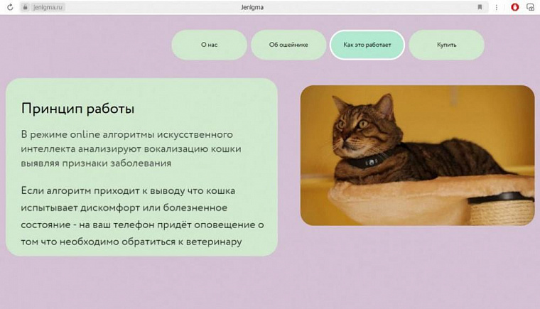 В Новосибирске разработали ошейник для определения здоровья кошек