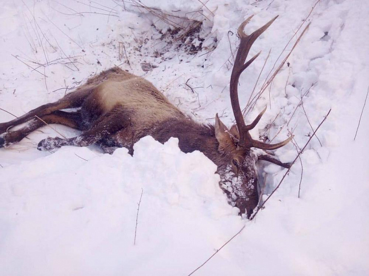 Марал в нацпарке Красноярска упал со скалы, спасаясь от собак