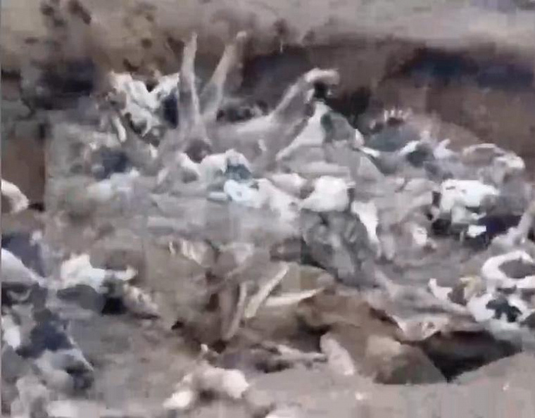 В Купинском районе Новосибирской области почти месяц не могут убрать туши забитых коров