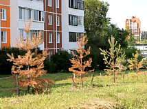 Судьбу семнадцати погибающих сосен в центре Братска Иркутской области решат в августе