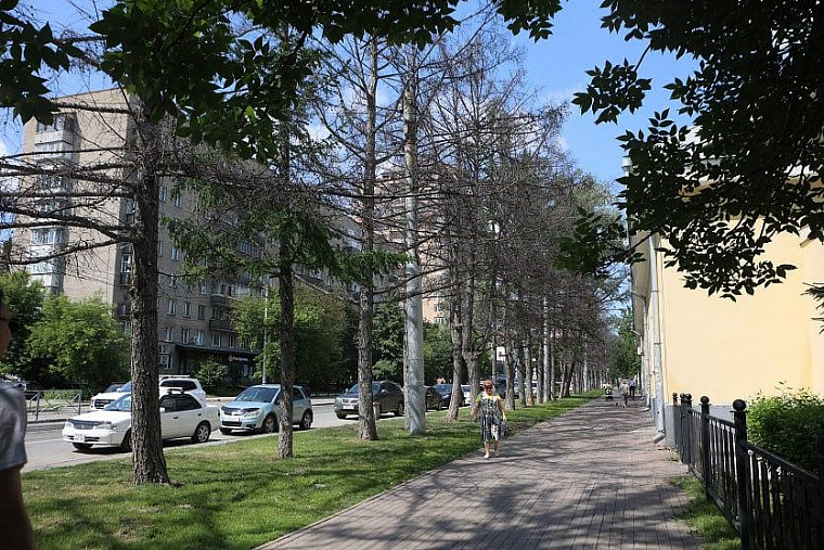 В Новосибирске отпаивают городские лиственницы – деревья отравили зимой реагентами